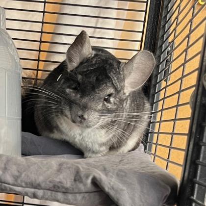 Enlarge Chimichanga, a Adoptable mixed breed in Madison, WI image 2/3