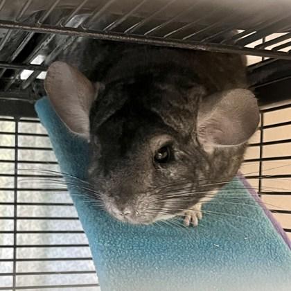 Enlarge Chimichanga, a Adoptable mixed breed in Madison, WI image 3/3