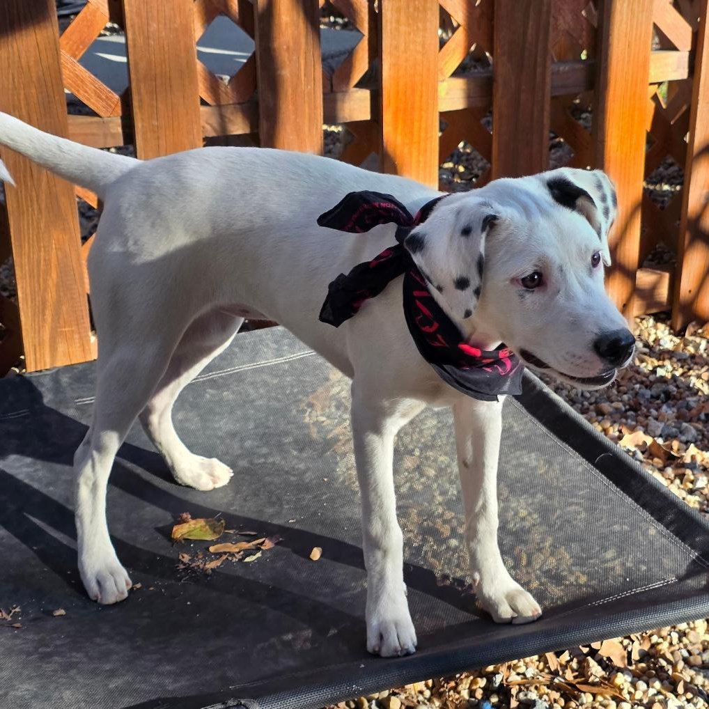 Enlarge Rav4, a ADOPTABLE Mixed Breed in Phenix City, AL image 5/5