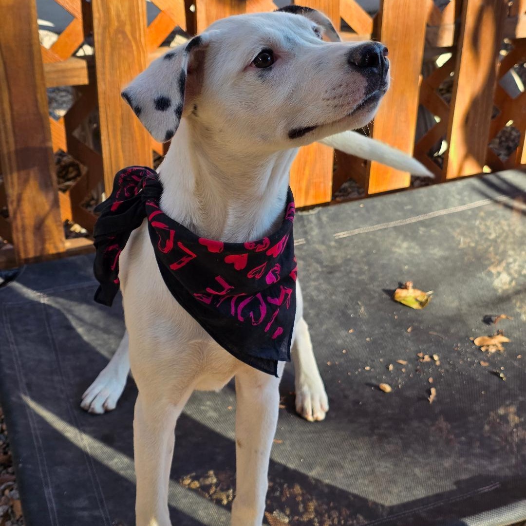 Enlarge Rav4, a ADOPTABLE Mixed Breed in Phenix City, AL image 4/5