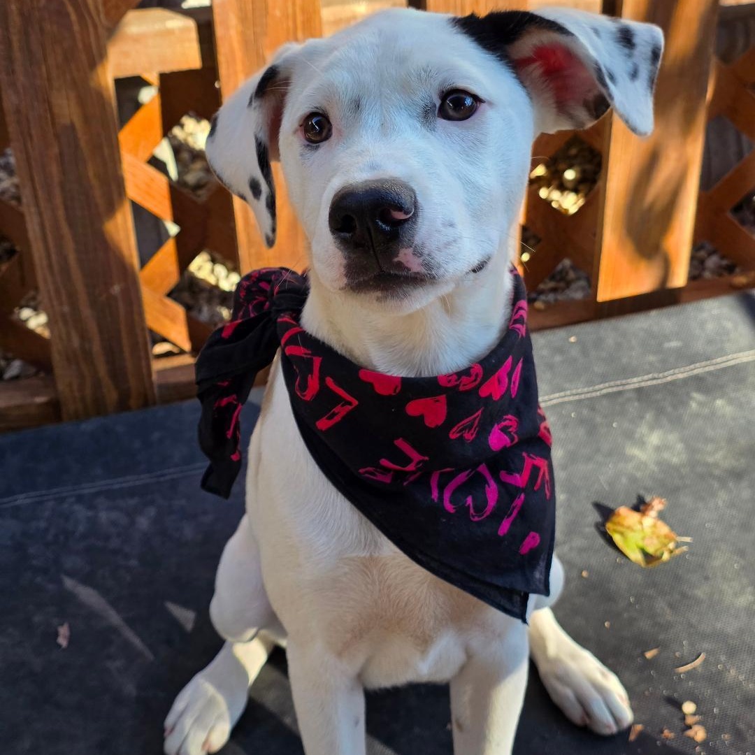 Enlarge Rav4, a ADOPTABLE Mixed Breed in Phenix City, AL image 3/5