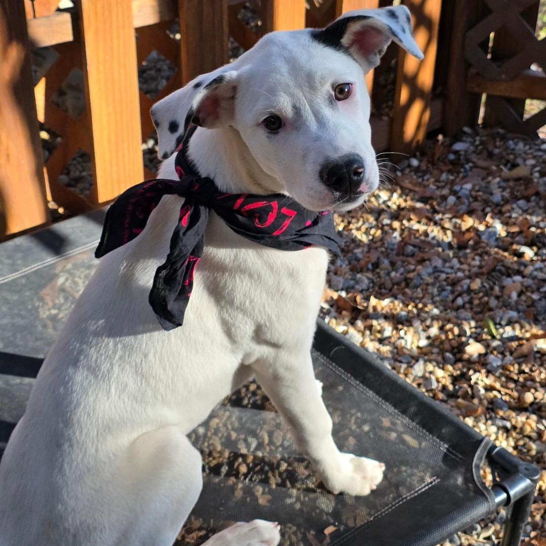 Enlarge Rav4, a ADOPTABLE Mixed Breed in Phenix City, AL image 2/5