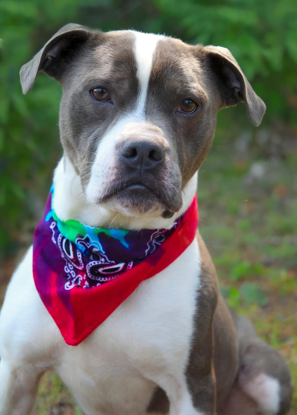 Sammy, an adoptable American Staffordshire Terrier in Cheboygan, MI, 49721 | Photo Image 2