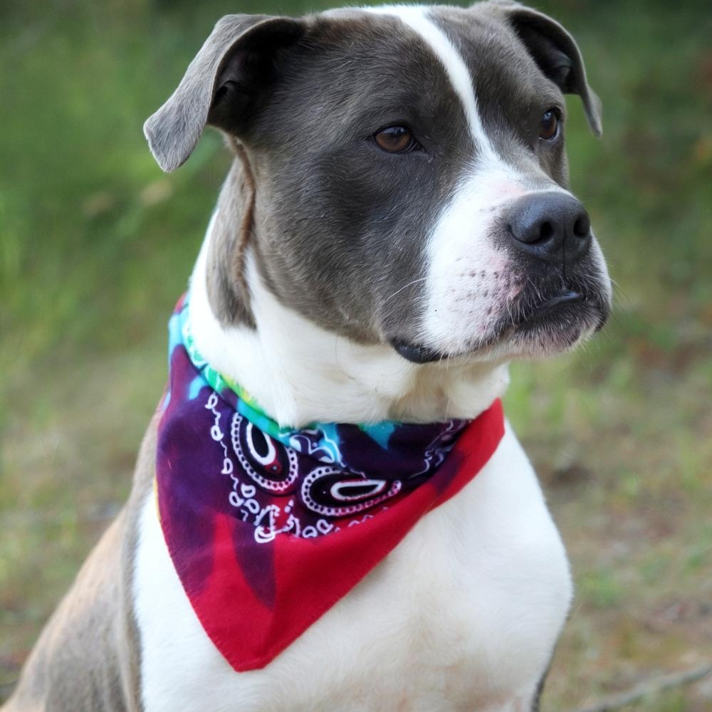 Sammy, an adoptable American Staffordshire Terrier in Cheboygan, MI, 49721 | Photo Image 6