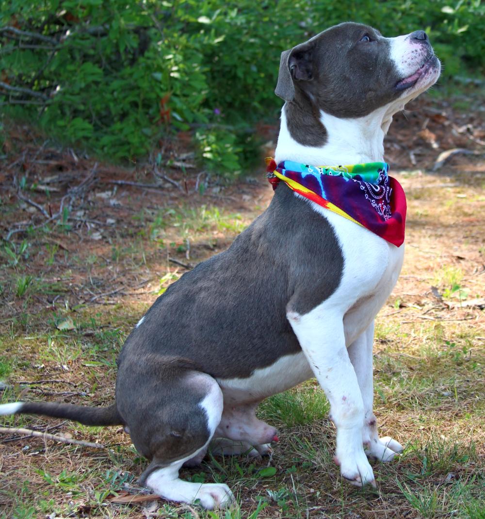Sammy, an adoptable American Staffordshire Terrier in Cheboygan, MI, 49721 | Photo Image 5