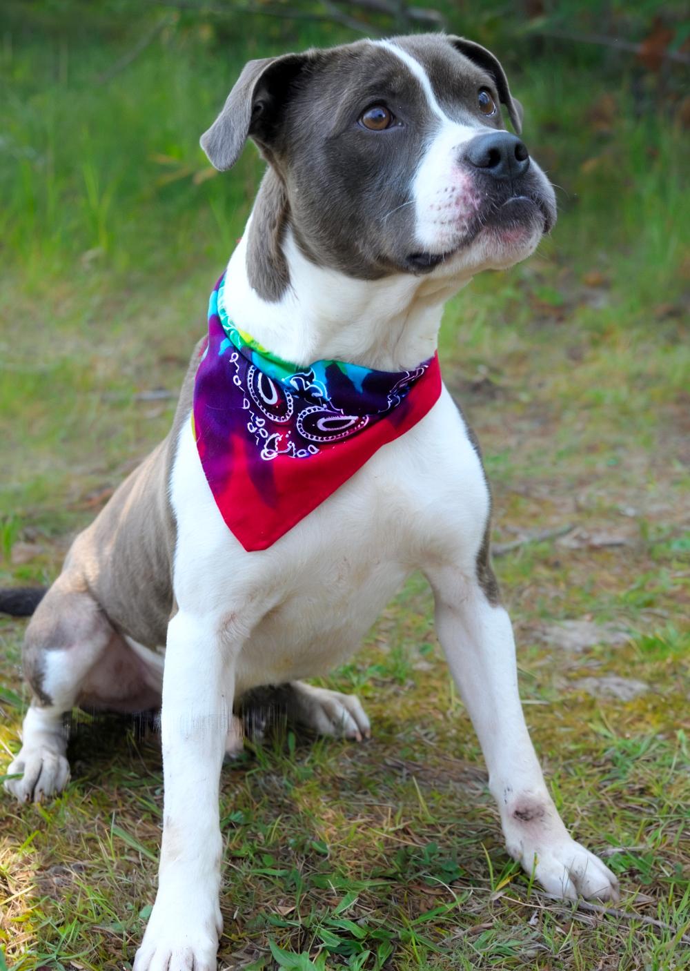 Sammy, an adoptable American Staffordshire Terrier in Cheboygan, MI, 49721 | Photo Image 4