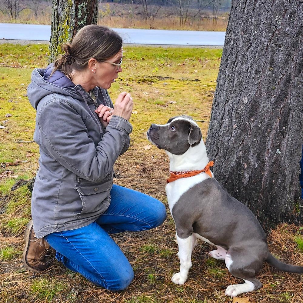 Sammy, a Adoptable mixed breed in Cheboygan, MI image 2/6