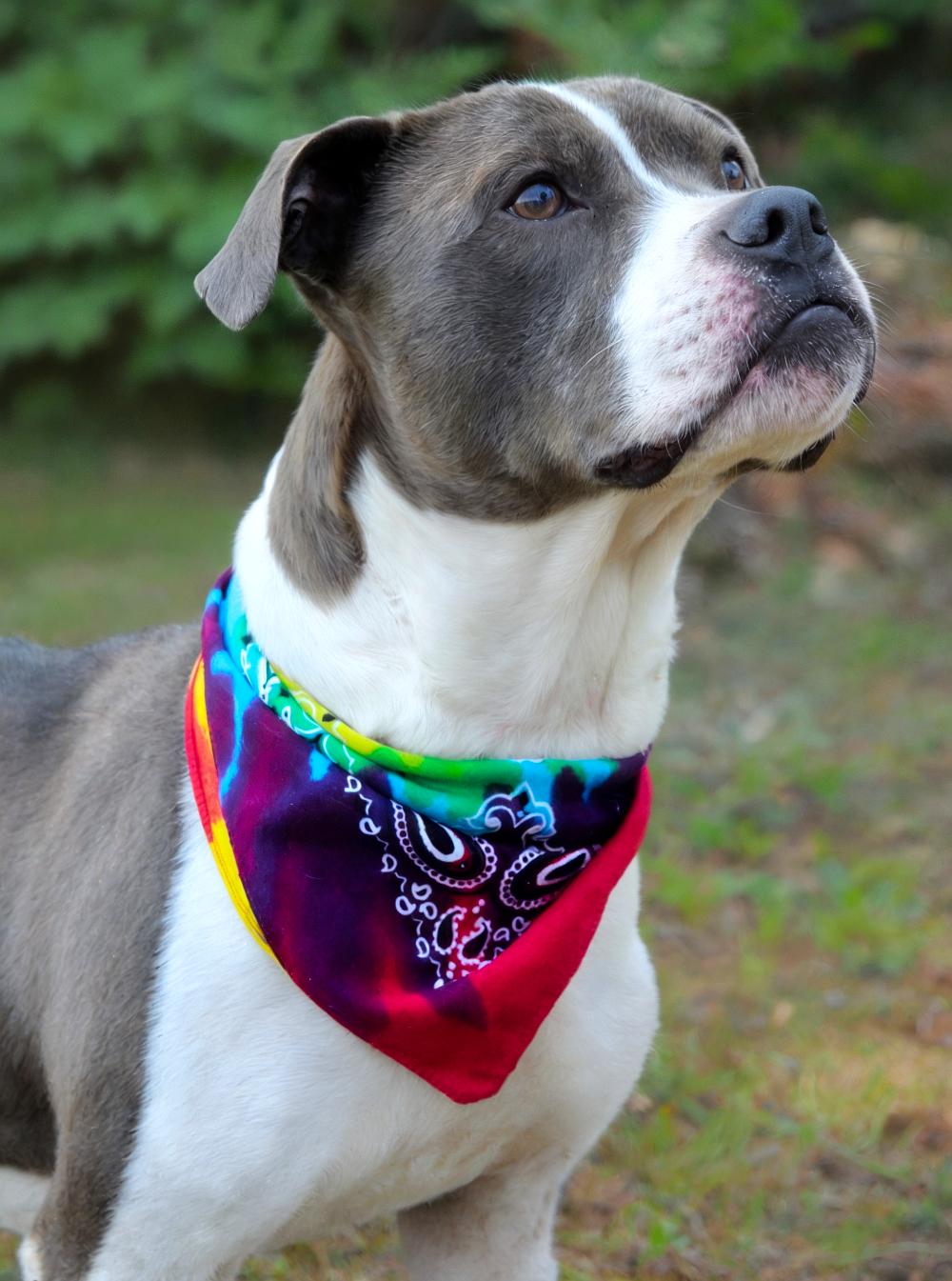 Sammy, an adoptable American Staffordshire Terrier in Cheboygan, MI, 49721 | Photo Image 3