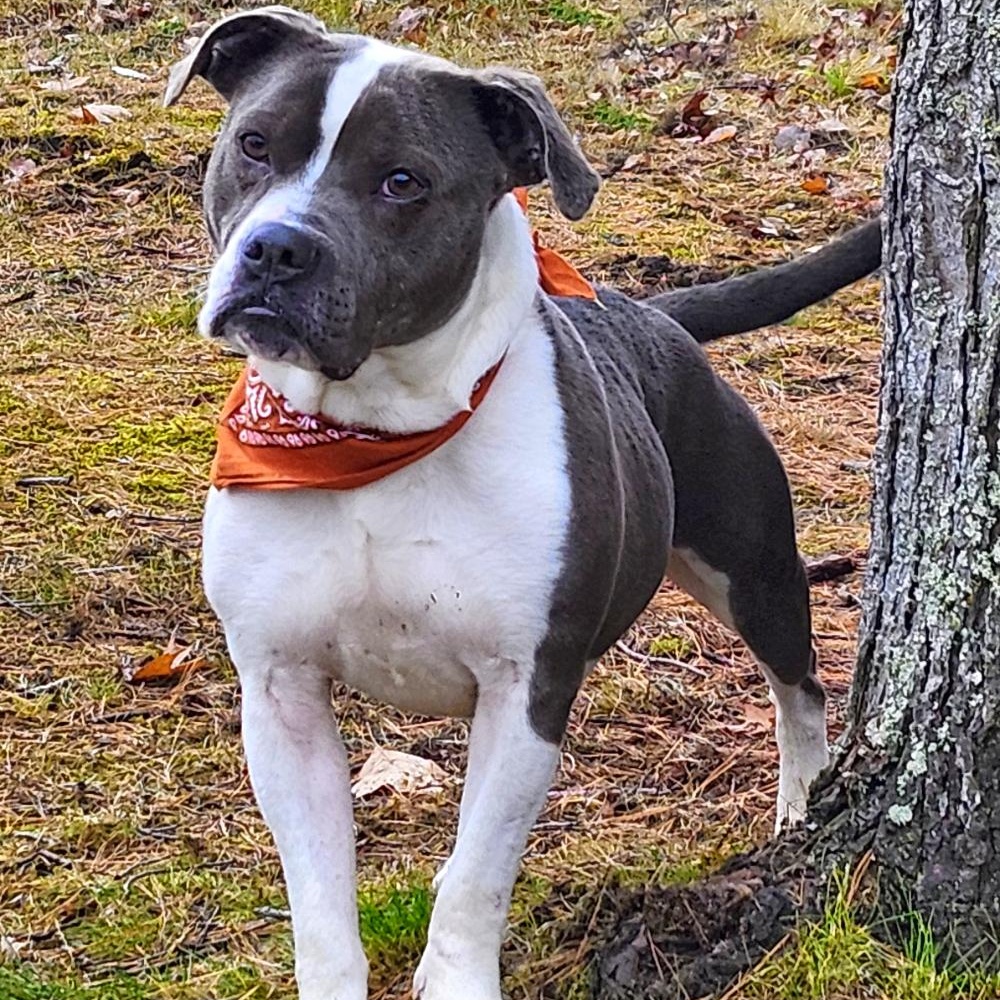 Sammy, a Adoptable mixed breed in Cheboygan, MI image 4/6