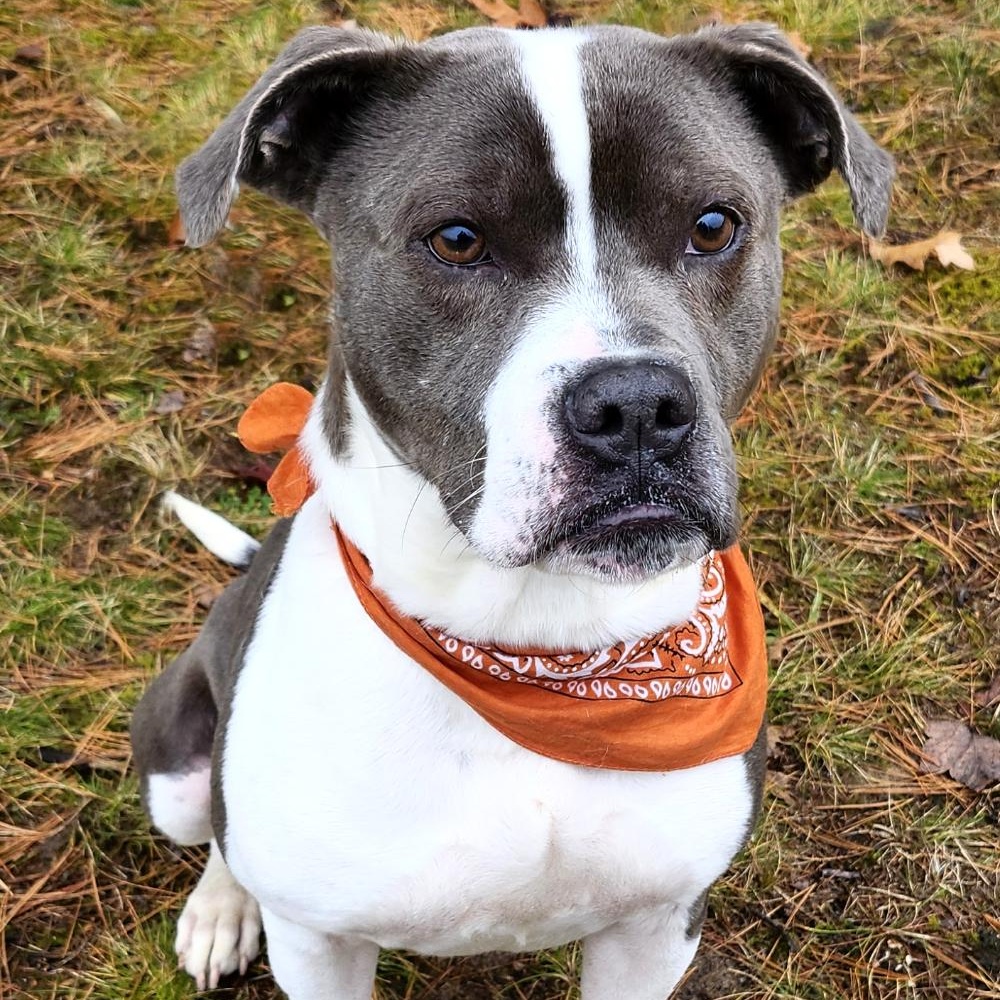 Sammy, a Adoptable mixed breed in Cheboygan, MI image 6/6