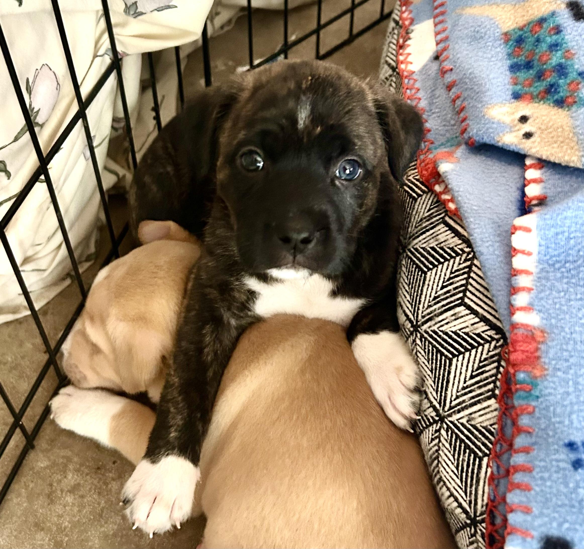 Marena, a ADOPTABLE mixed breed in Georgetown, TX image 3/4