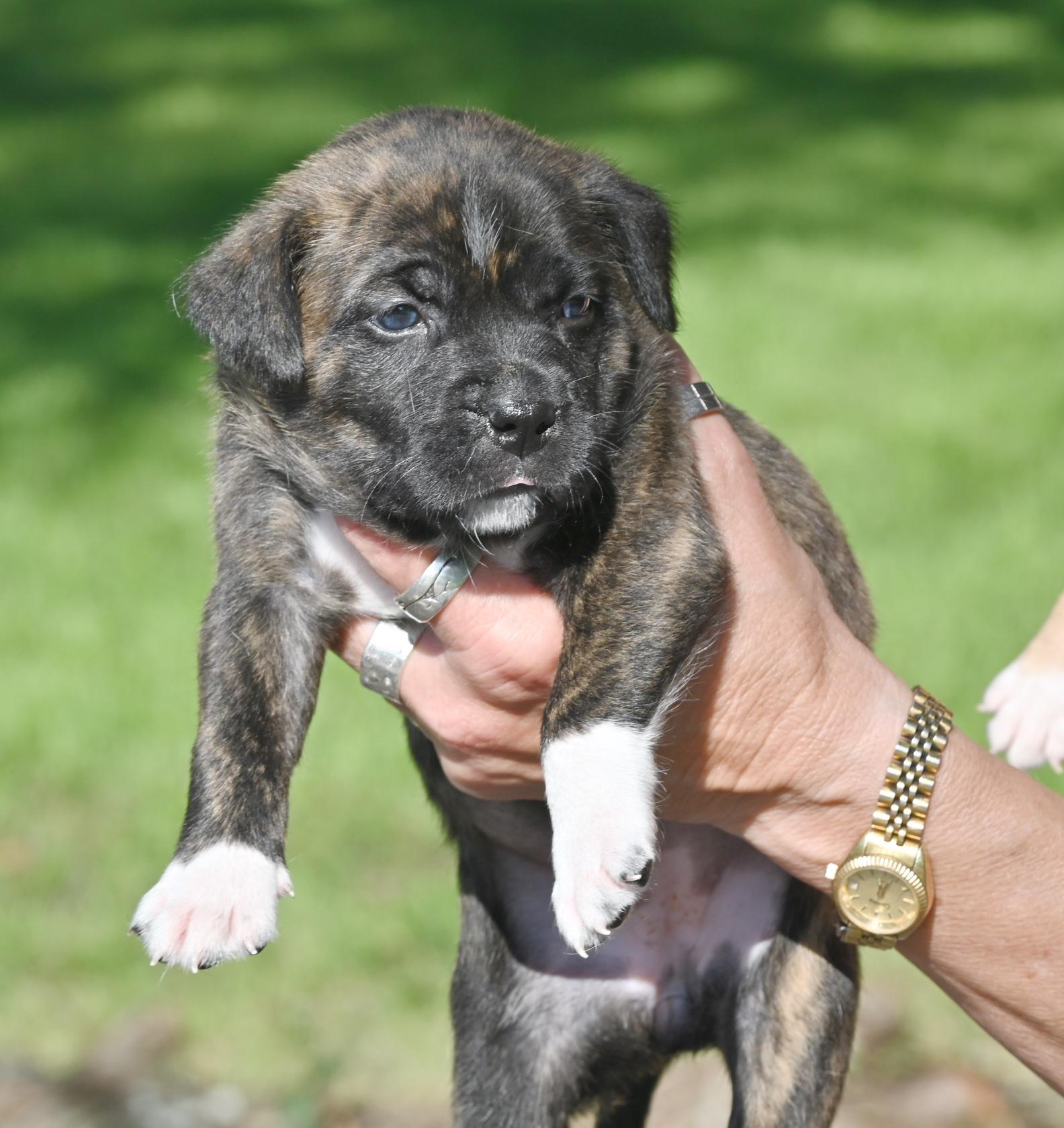 Marena, a ADOPTABLE mixed breed in Georgetown, TX image 2/4