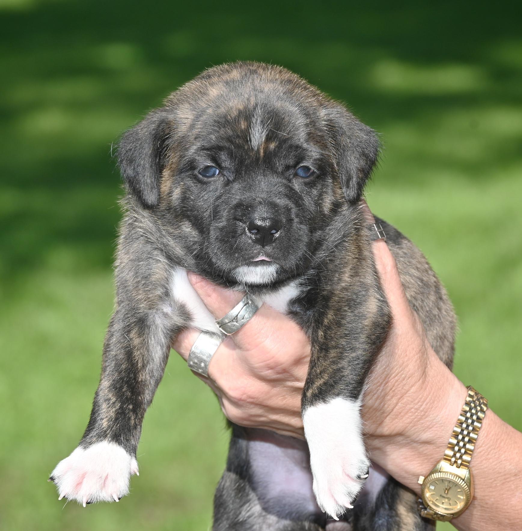 Marena, a ADOPTABLE mixed breed in Georgetown, TX image 1/4