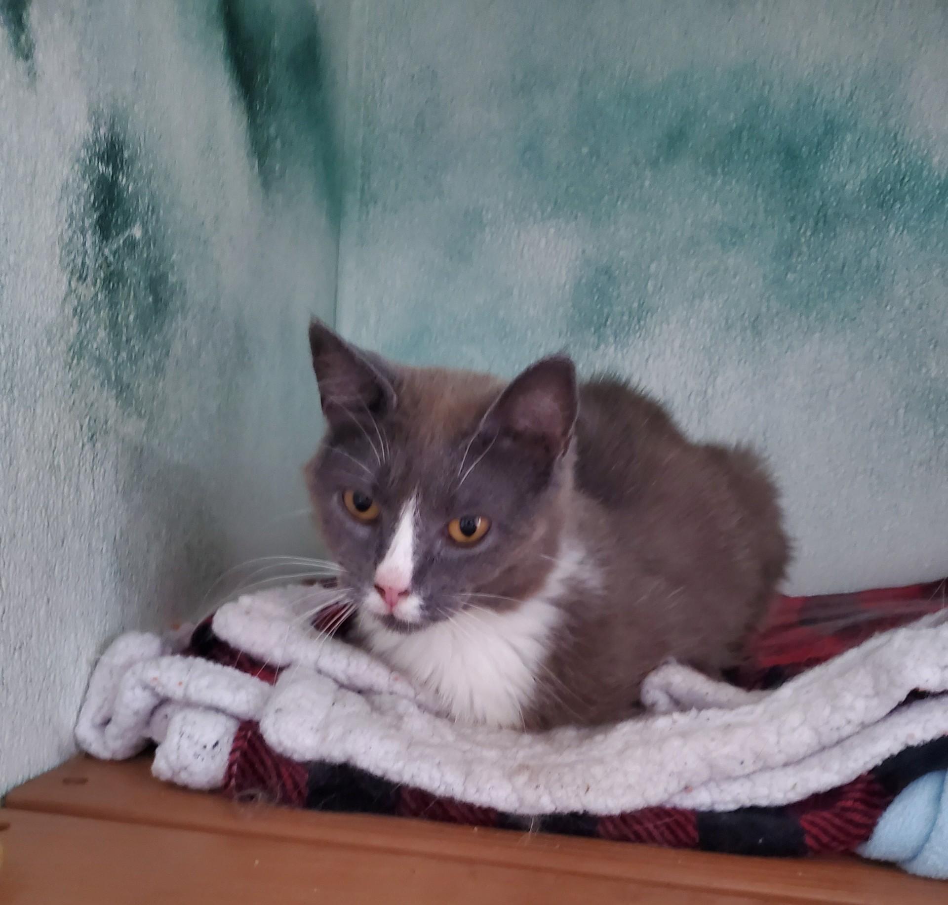 Bugatti, ADOPTABLE, Adult Female Domestic Short Hair.