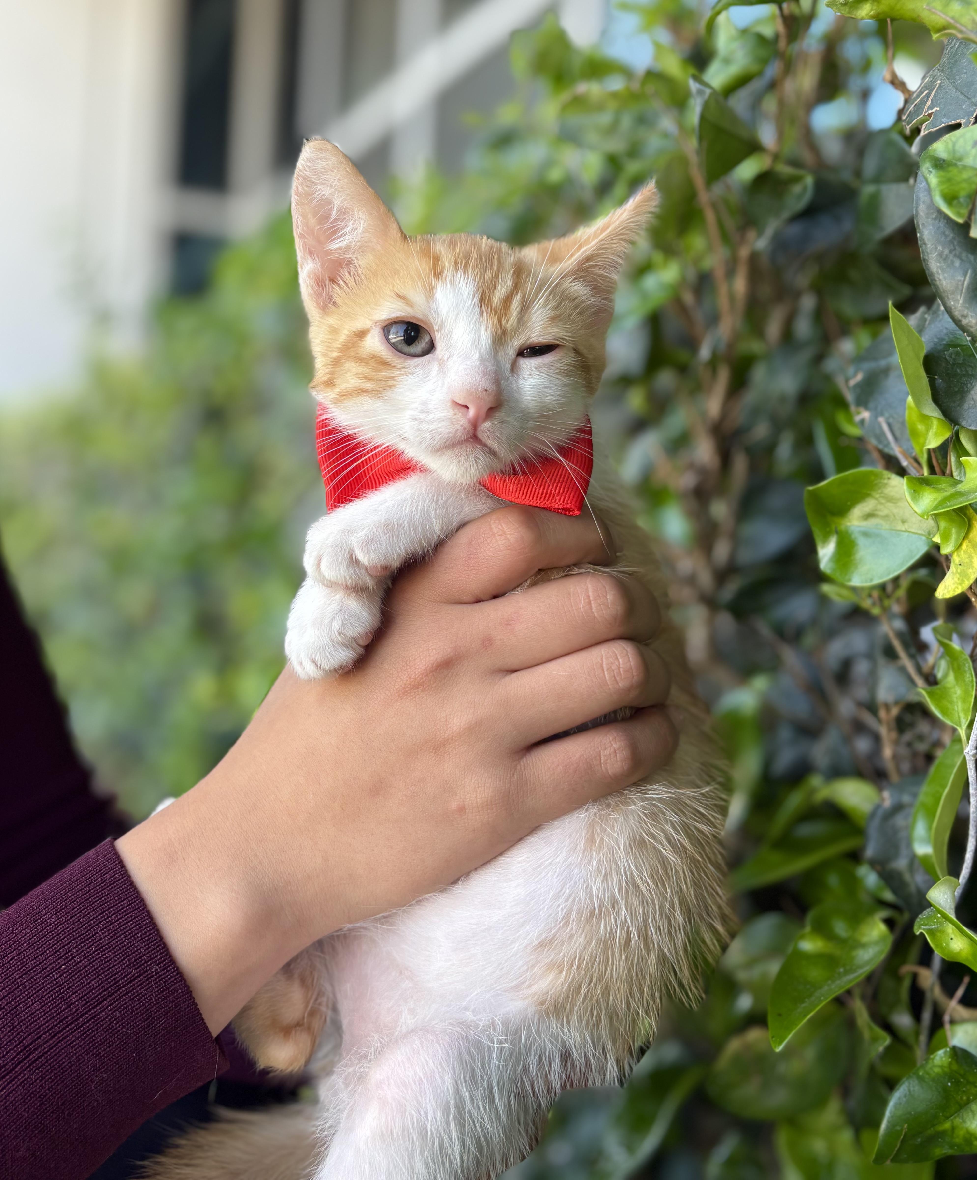 Enlarge Twinkie, a Adoptable mixed breed in South El Monte, CA image 2/3