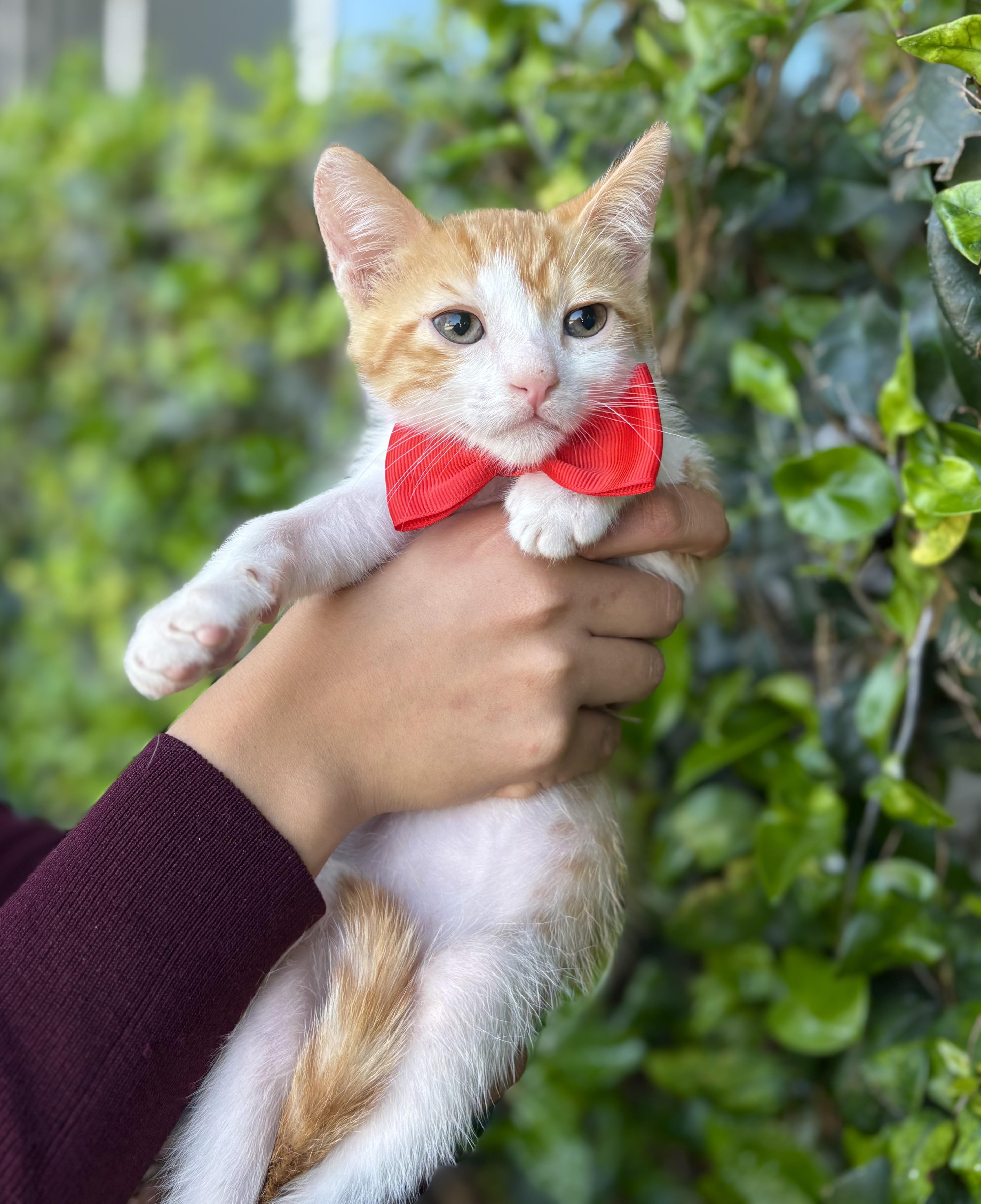 Twinkie, Adoptable, Kitten Male Domestic Short Hair.
