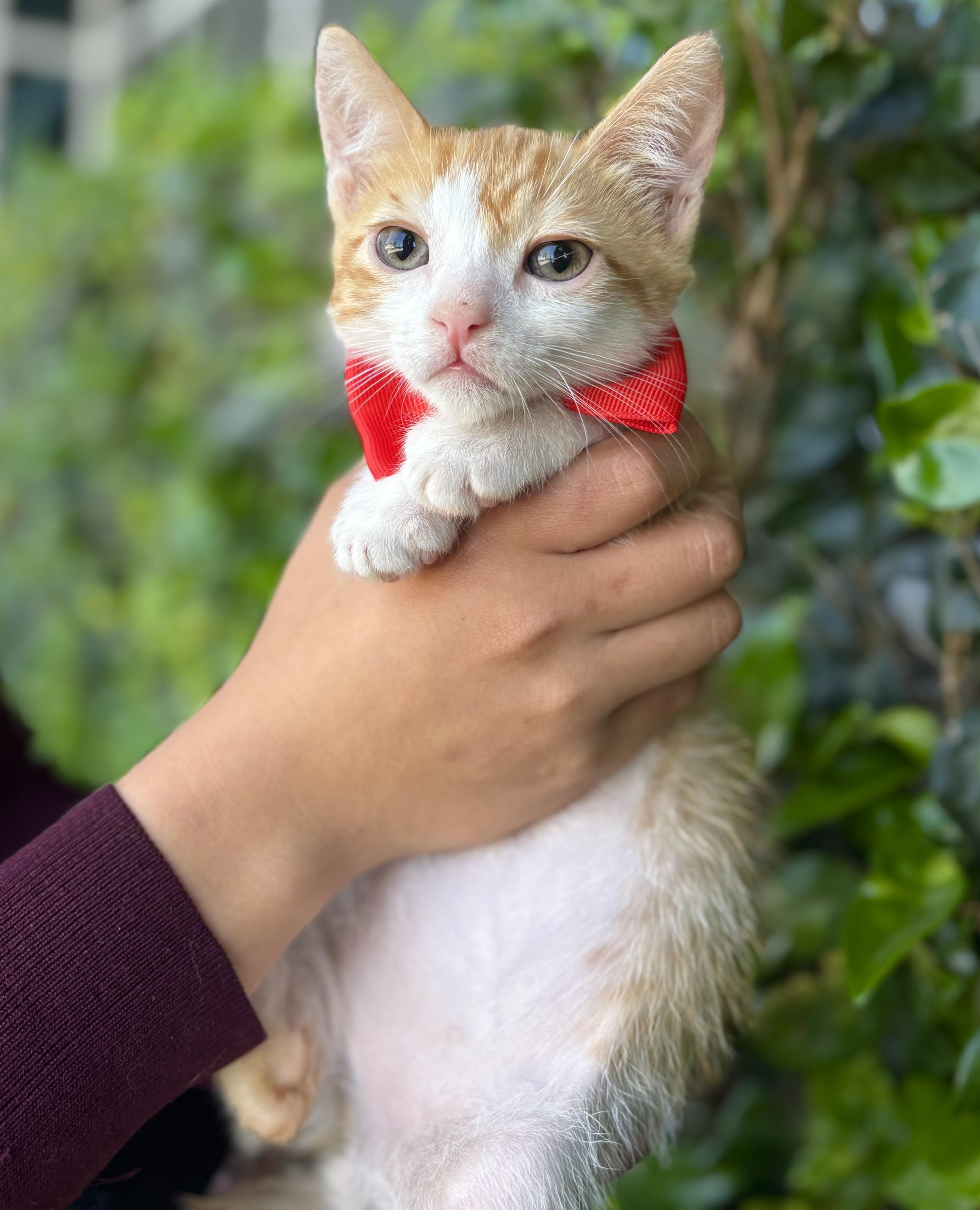 Twinkie, Baby Male Domestic Short Hair