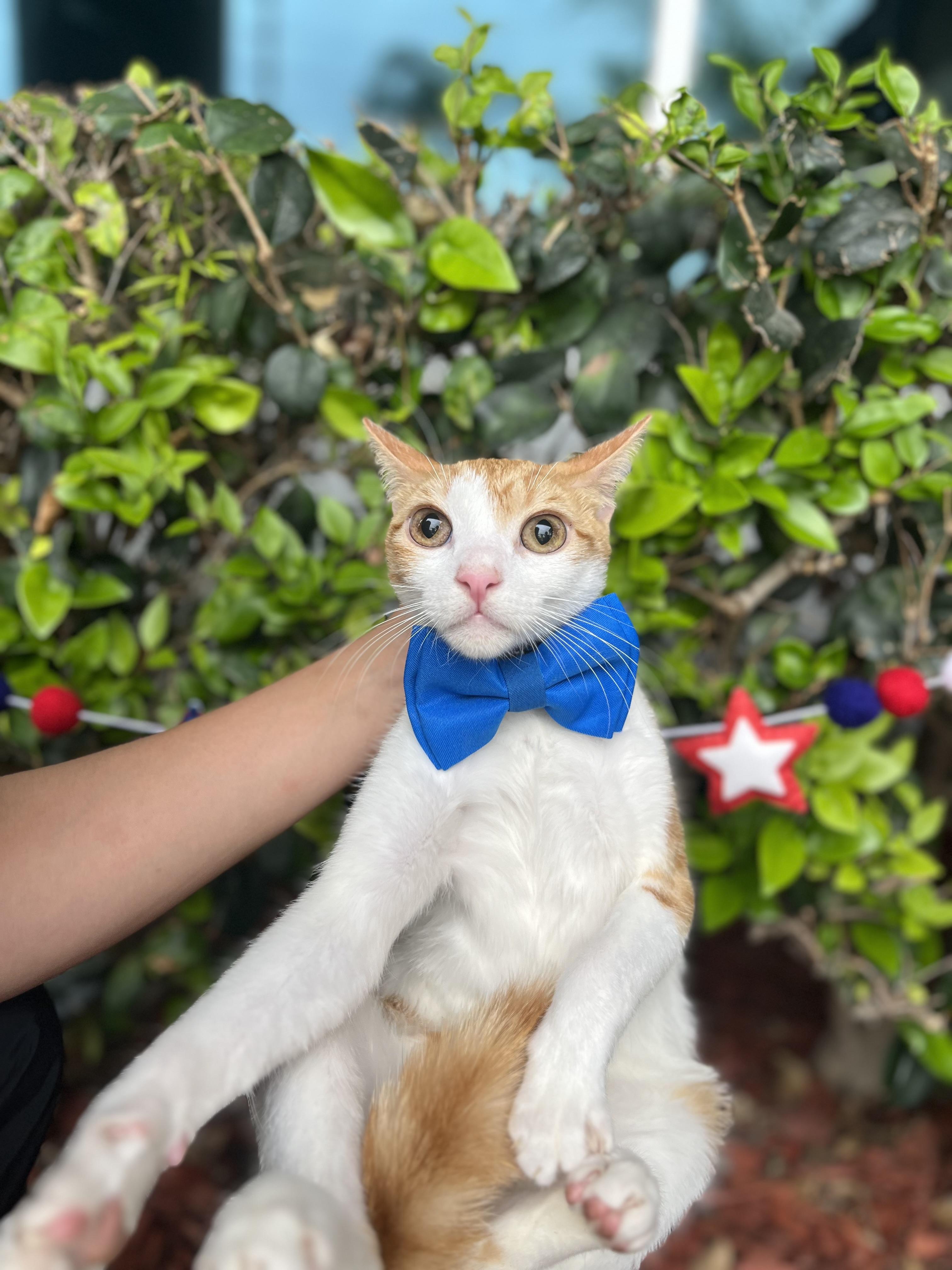 Twinkie, an adoptable mixed breed in South El Monte, CA image 4/4