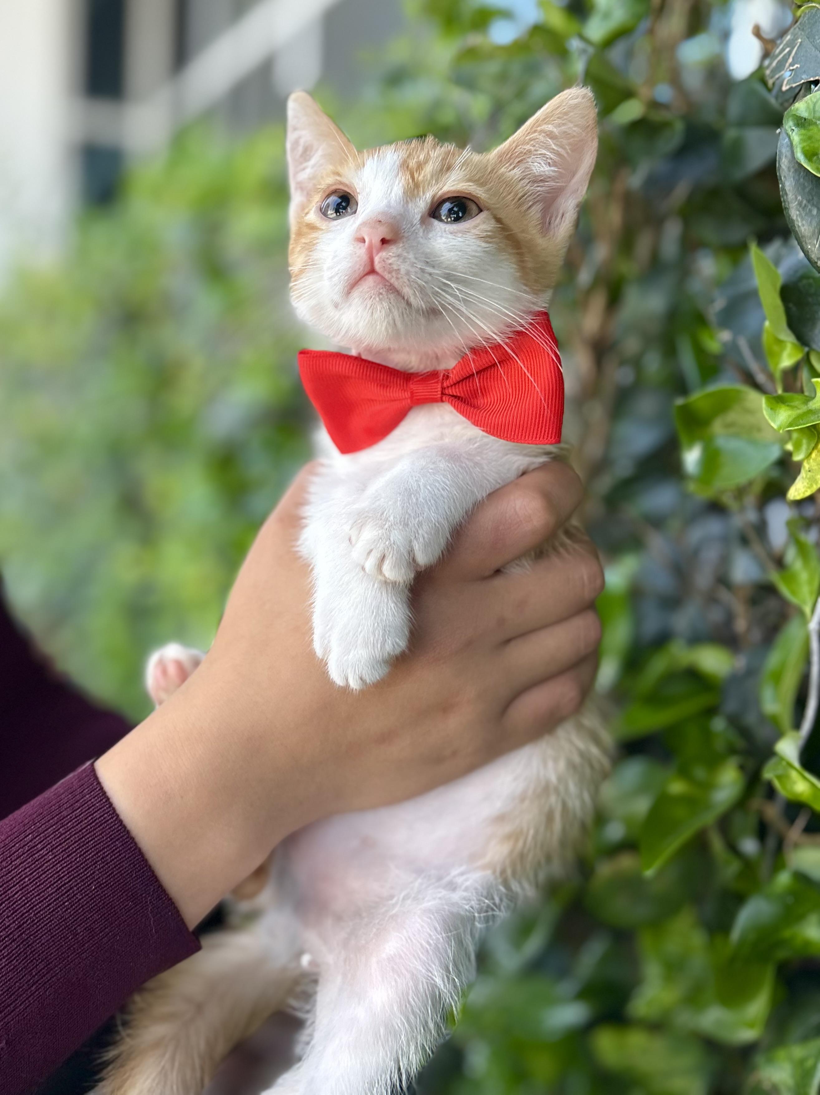 Enlarge Twinkie, a Adoptable mixed breed in South El Monte, CA image 3/3