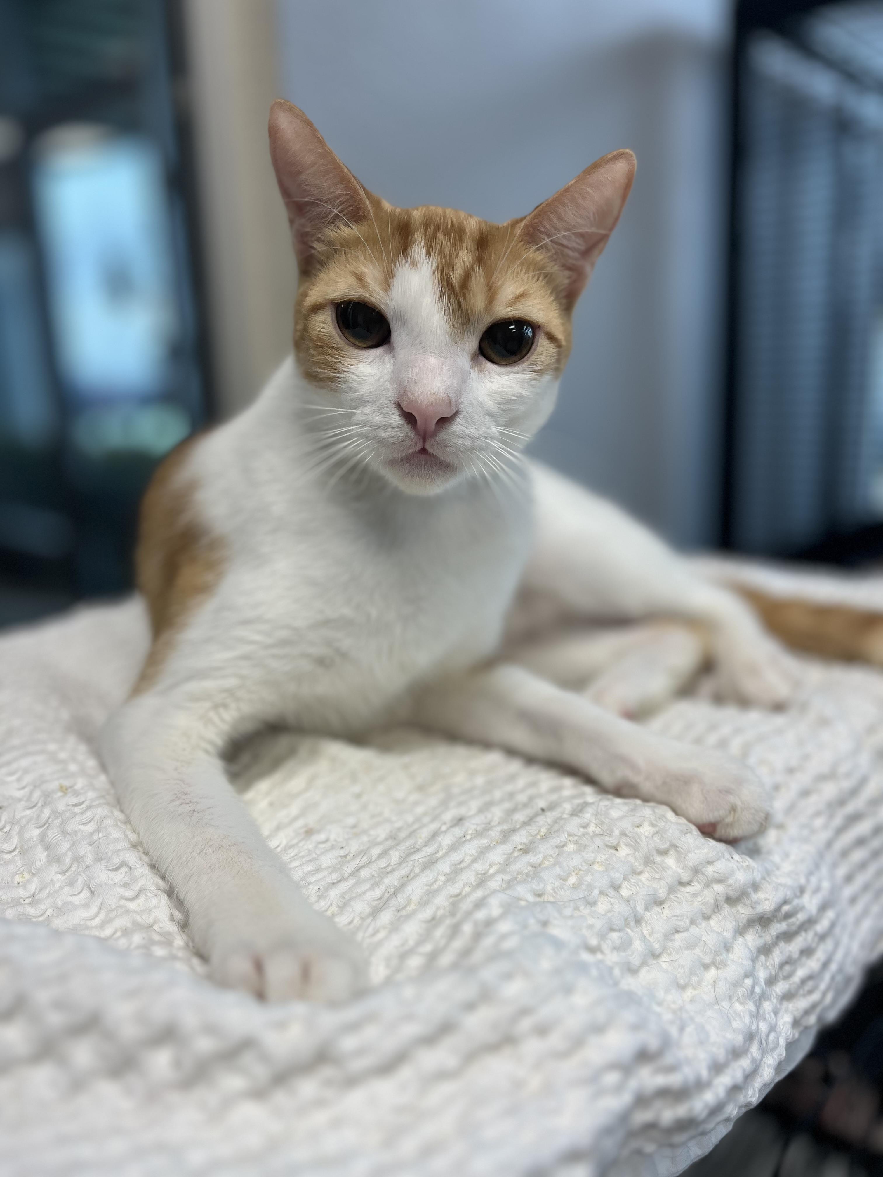 Twinkie, adoptable, Kitten Male Domestic Short Hair.