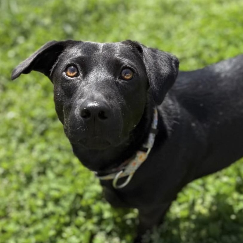 Scarlet, Adoptable, Young Female Black Labrador Retriever & Dachshund.