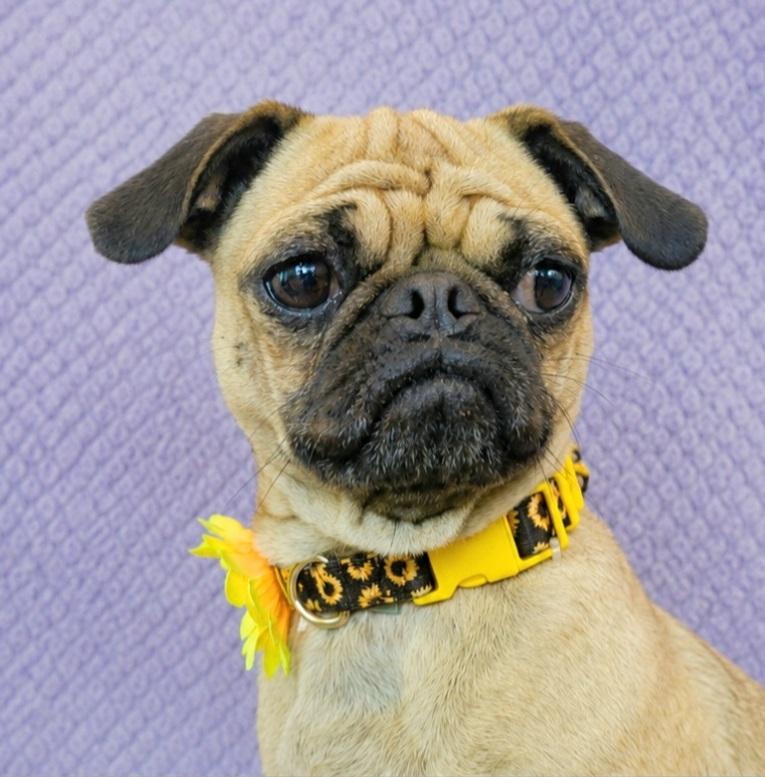 Gigi, an adopted Pug in Lodi, CA image 6/6