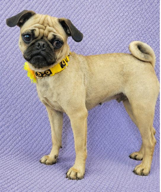 Gigi, an adopted Pug in Lodi, CA image 5/6
