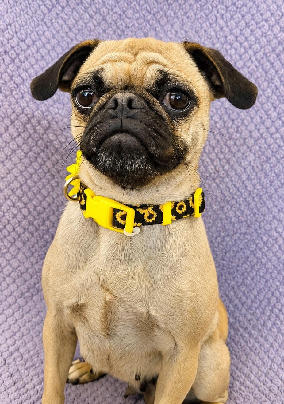 Gigi, an adopted Pug in Lodi, CA image 3/6