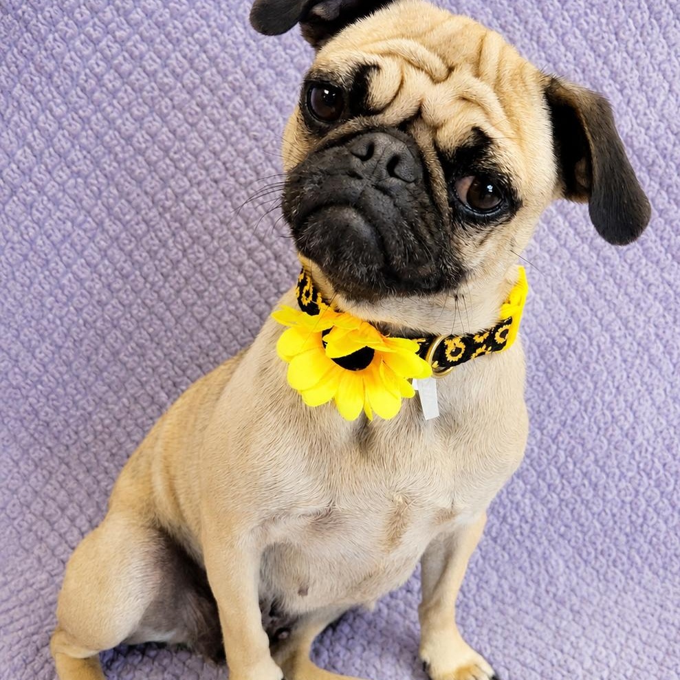 Gigi, an adopted Pug in Lodi, CA image 1/6