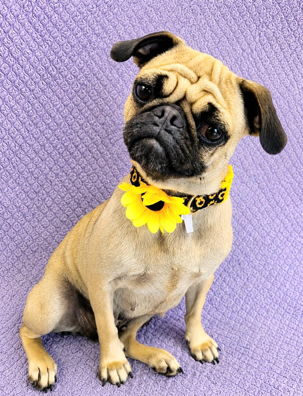 Gigi, an adopted Pug in Lodi, CA image 4/6