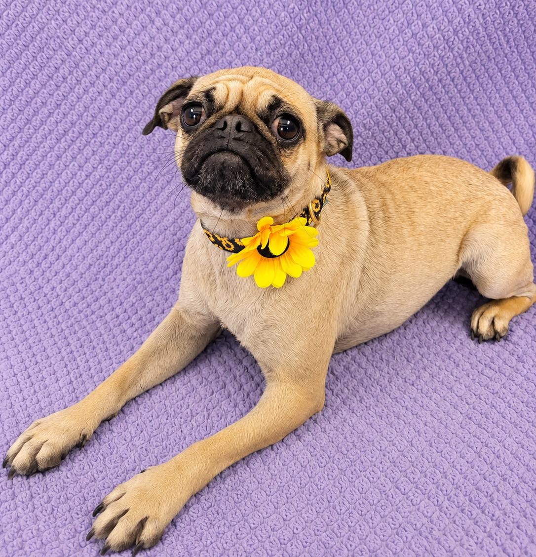 Gigi, an adopted Pug in Lodi, CA image 2/6