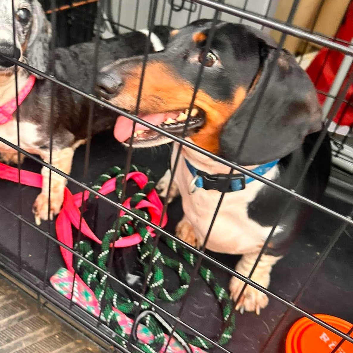 Squirt, an adopted Dachshund in Rochester, NY image 2/6