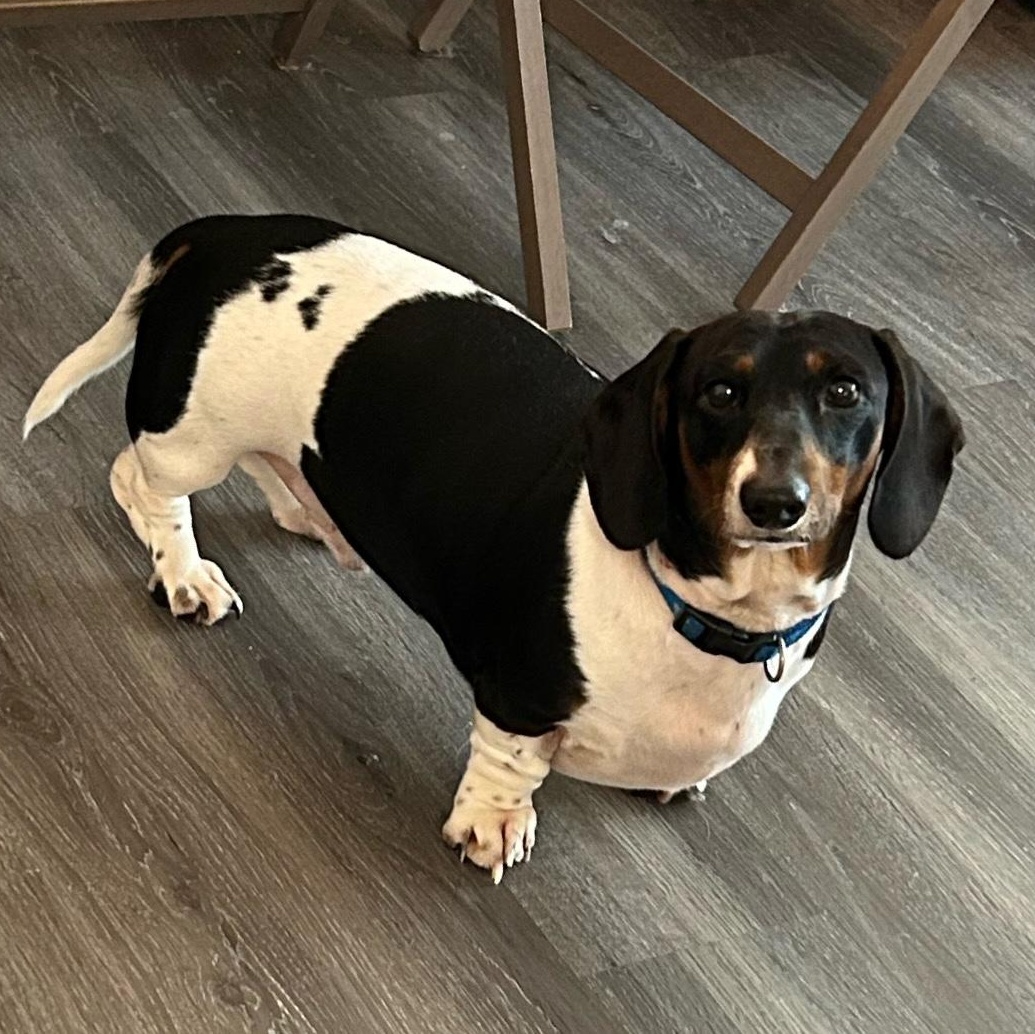 Squirt, adopted, Adult Male Dachshund.