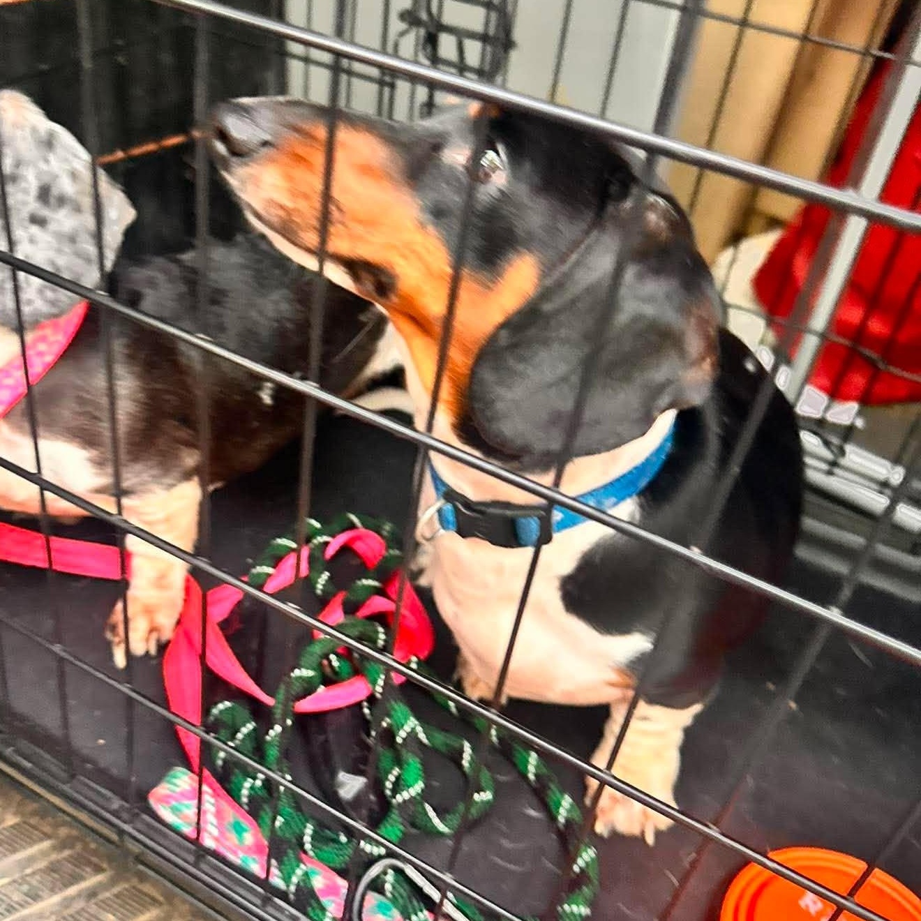 Squirt, an adopted Dachshund in Rochester, NY image 5/6
