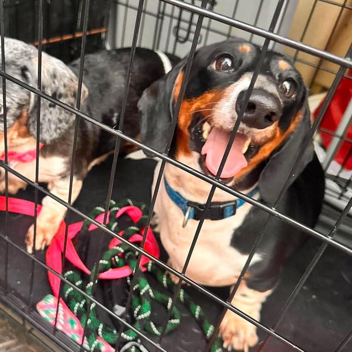 Squirt, an adopted Dachshund in Rochester, NY image 3/6