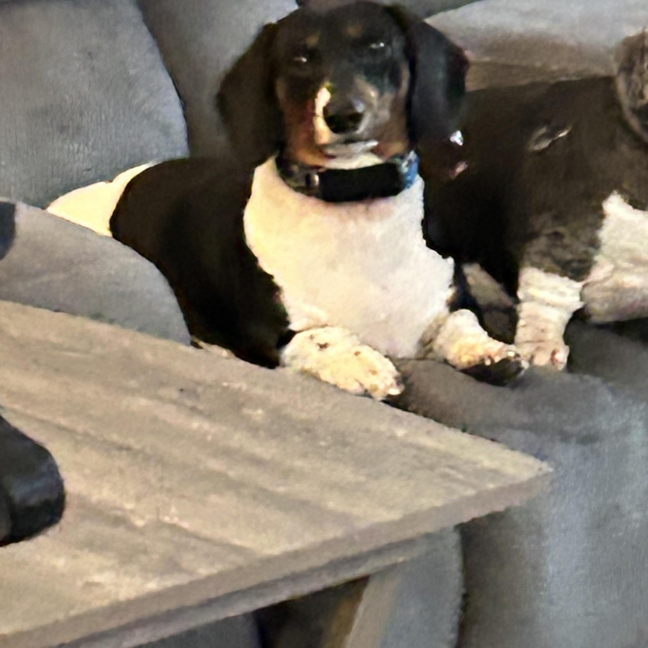 Squirt, an adopted Dachshund in Rochester, NY image 4/6
