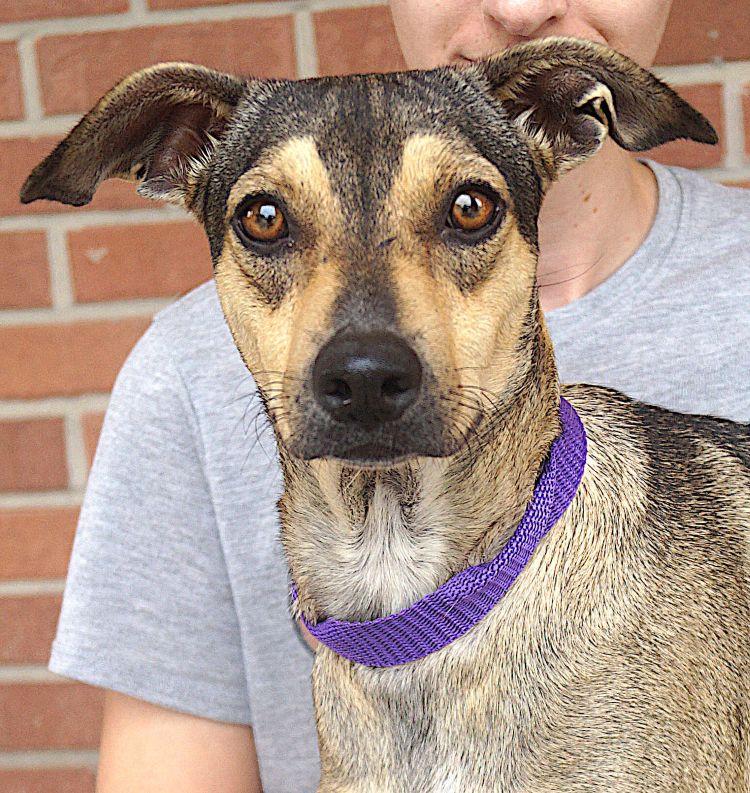 Estrella, adoptable, Young Female Shepherd & Terrier.