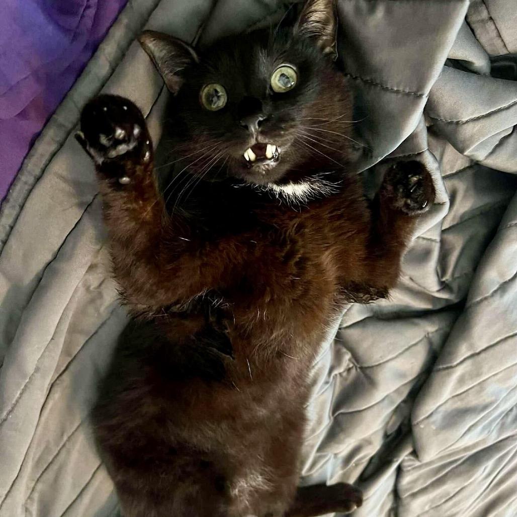 Enlarge Cricket, a ADOPTABLE Domestic Medium Hair in BLACK MOUNTAIN, NC image 1/3