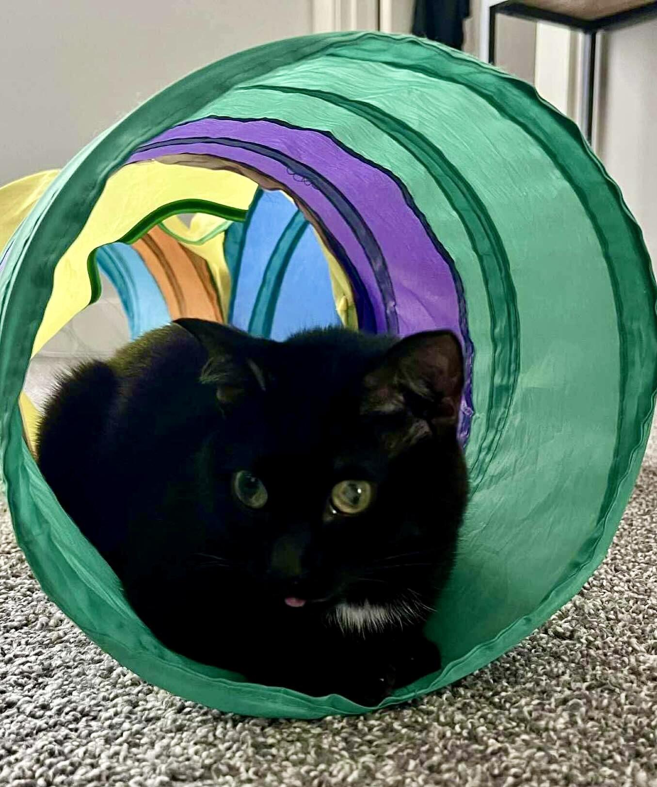 Enlarge Cricket, a ADOPTABLE Domestic Medium Hair in BLACK MOUNTAIN, NC image 2/3