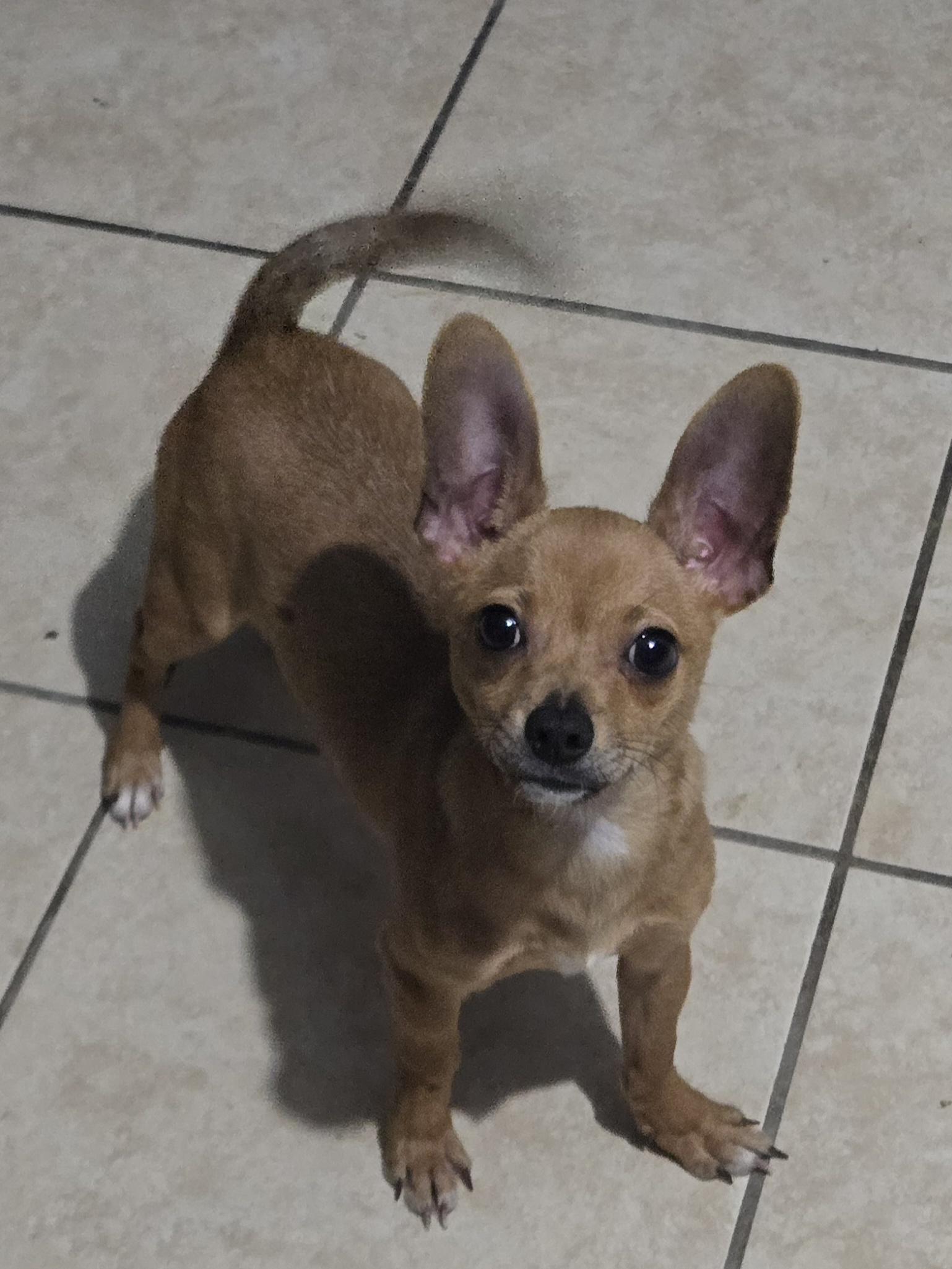 Enlarge Benny, a Adoptable mixed breed in Fort Worth, TX image 2/3