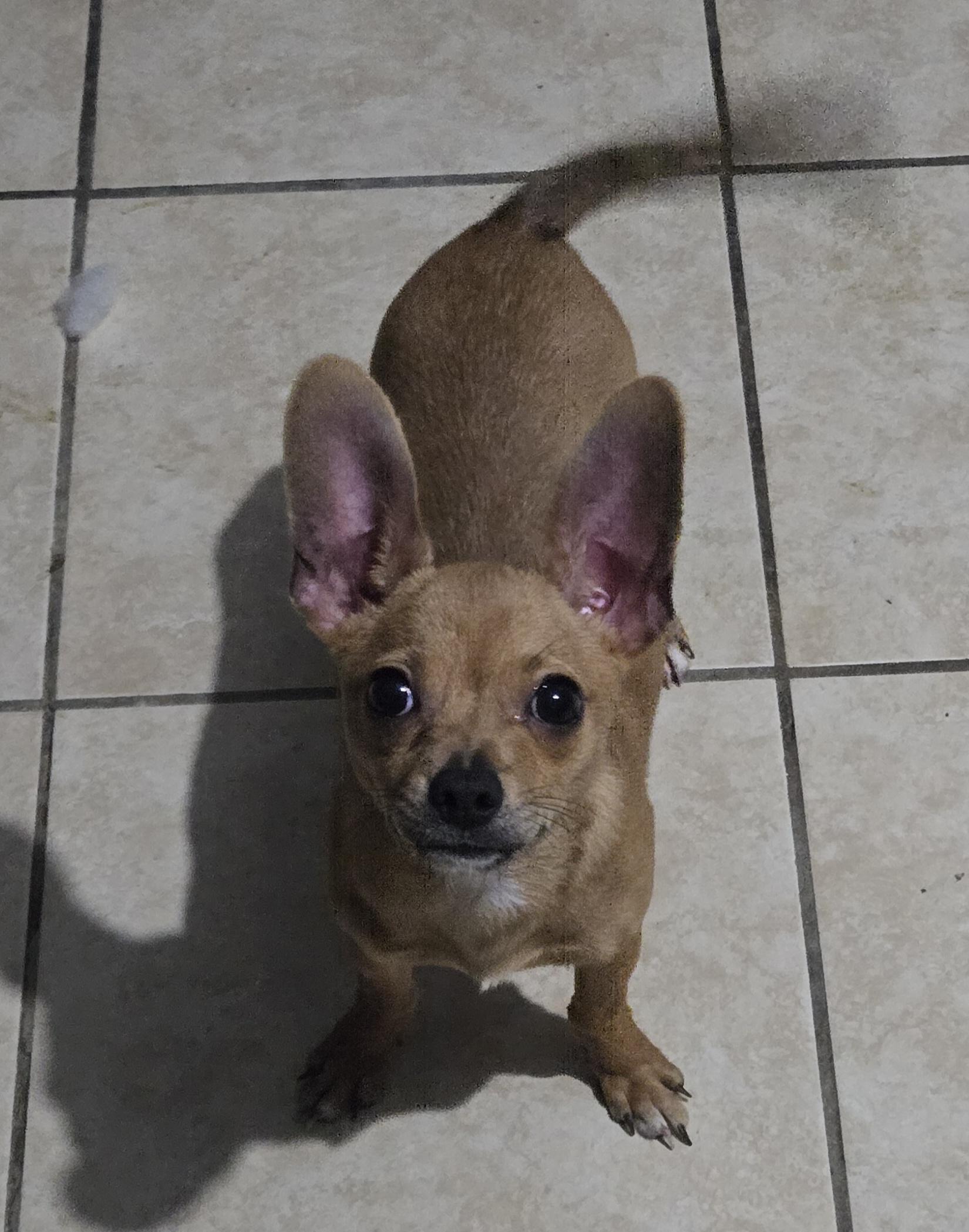 Enlarge Benny, a Adoptable mixed breed in Fort Worth, TX image 1/3