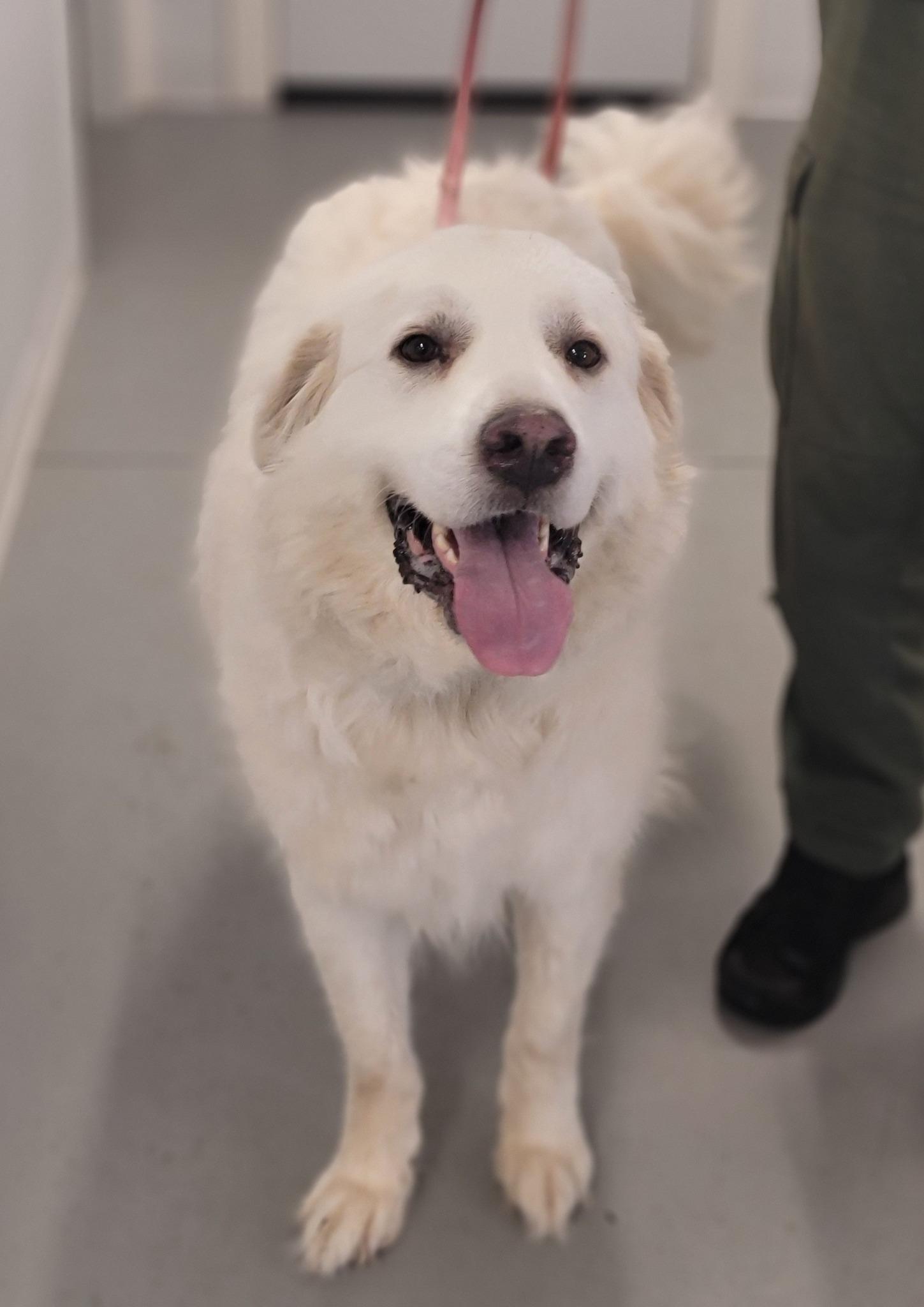 Baxter