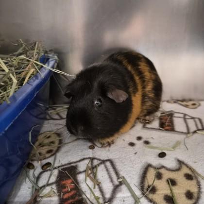 Enlarge Coco, an adopted Guinea Pig in Sacramento, CA image 2/3
