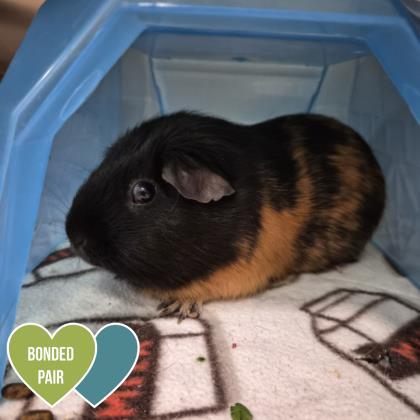 Enlarge Coco, an adopted Guinea Pig in Sacramento, CA image 1/3