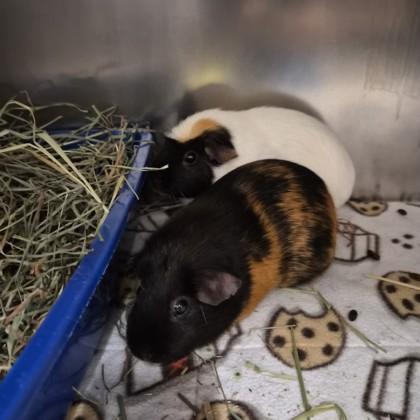 Enlarge Coco, an adopted Guinea Pig in Sacramento, CA image 3/3