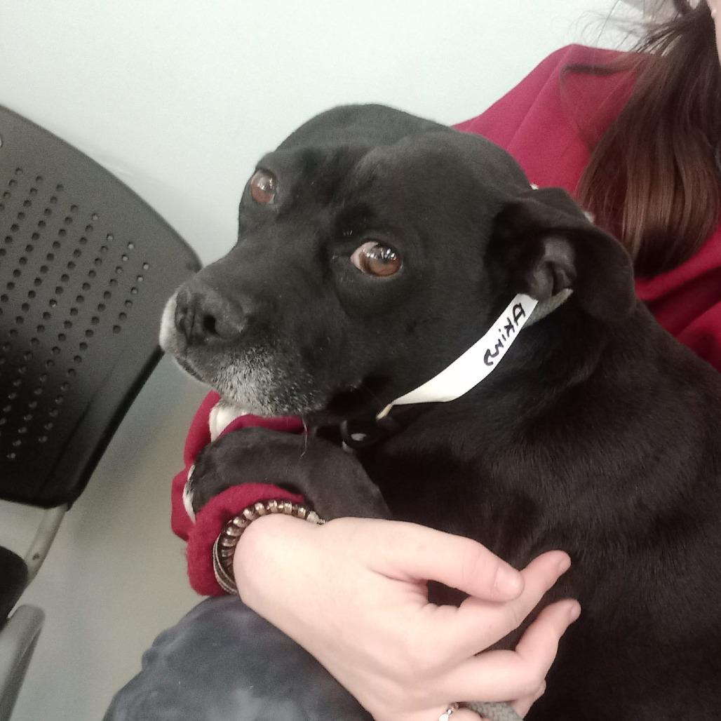 Enlarge Penny, a Adoptable Mixed Breed in Columbus, GA image 1/2