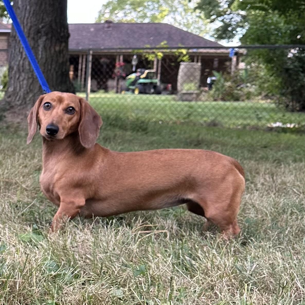 Daisy, Adopted, Young Female Dachshund.