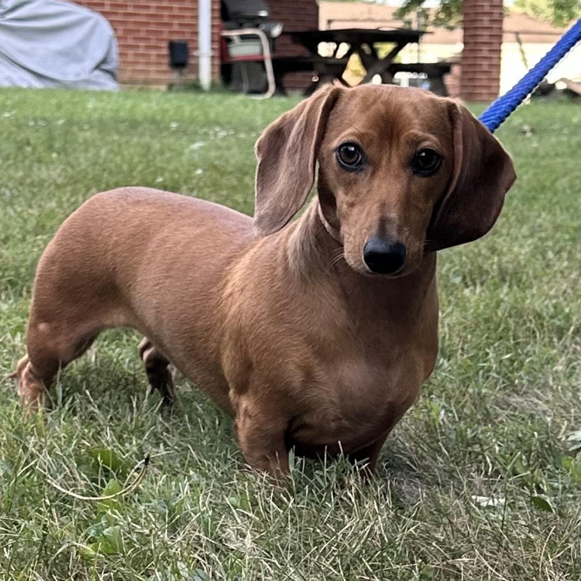 Enlarge Daisy, a Adopted Dachshund in Lebanon, OH image 3/3