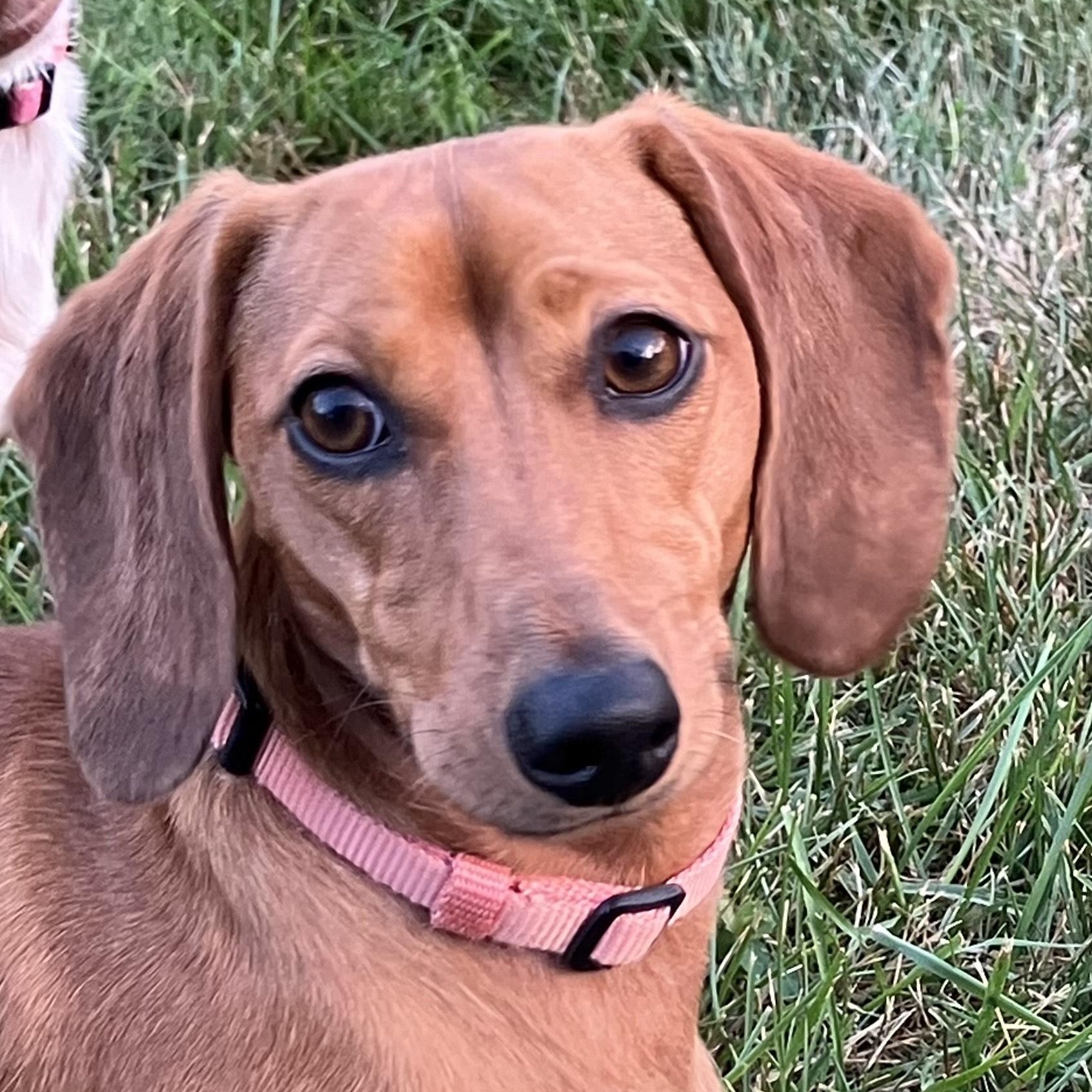 Daisy, Adopted, Young Female Dachshund.