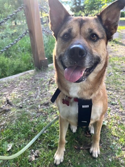 Lexi - STILL WAITING FOR FOREVER FAMILY, a Adoptable mixed breed in Lake Cowichan, BC image 1/6